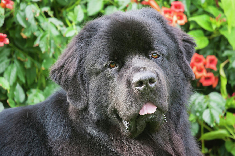 Newfoundland Sitting Among Trumpetvine Photograph by Piperanne Worcester Newfoundland Sitting Among Trumpetvine Photograph by Piperanne Worcester