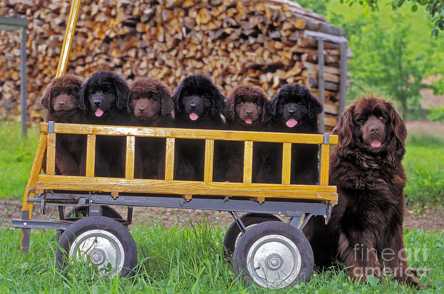 Newfoundland With Puppies Photograph by Rolf Kopfle