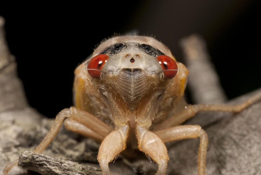 Newly Emerged Periodical Cicada Photograph by Paul Whitten