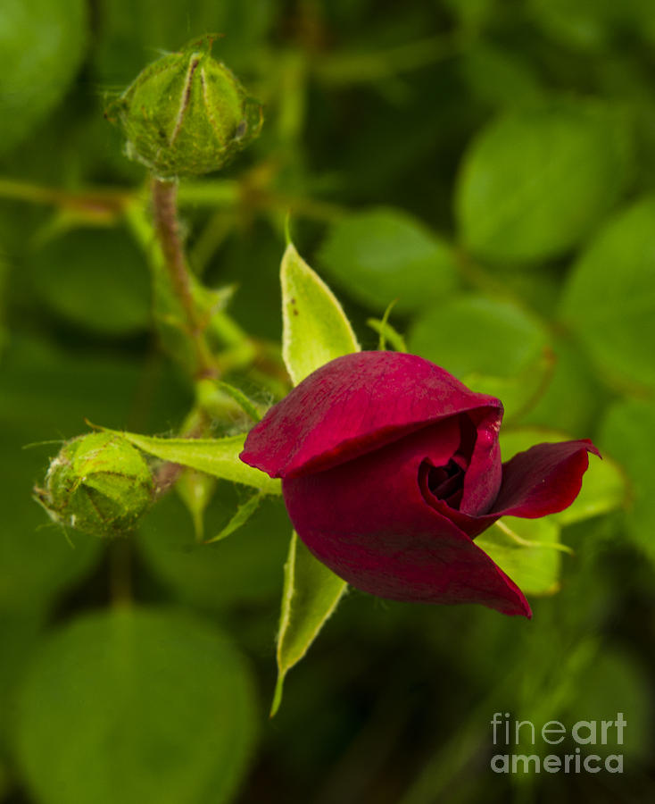 Newly Budding Rose Photograph by Deborah Smolinske