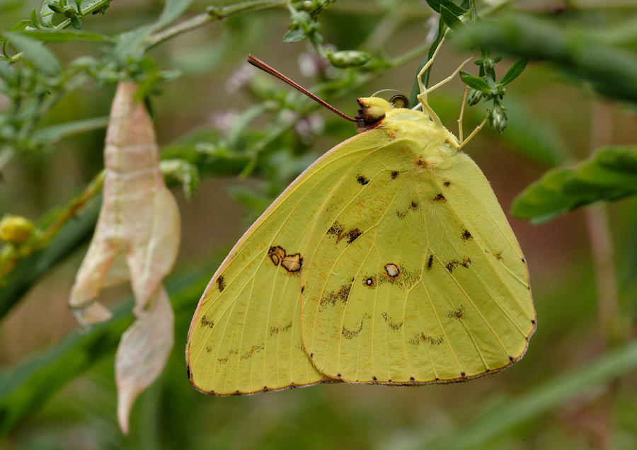 Newly Emerged Cloudless Sulphur Butterfly With Chrysalis In Background Photograph by Daniel Reed