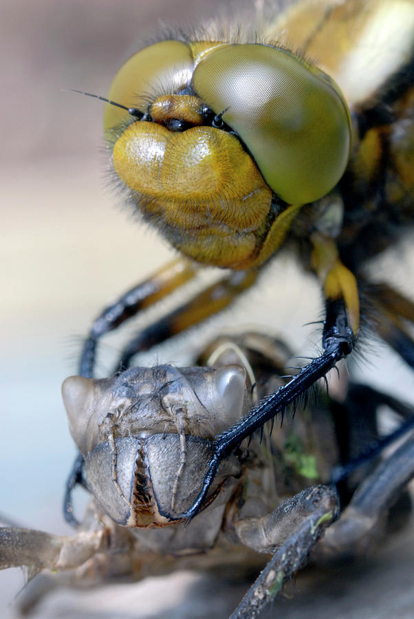 Newly Emerged Dragonfly Photograph by Sinclair Stammers/science Photo Library