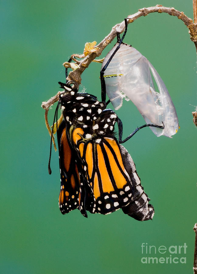 Newly-emerged Monarch Butterfly Photograph by Anthony Mercieca