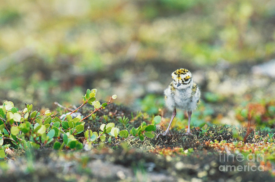 Newly-hatched American Golden-plover Photograph by William H. Mullins