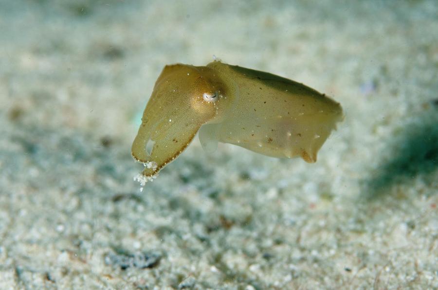 Newly Hatched Cuttlefish Photograph by Scubazoo
