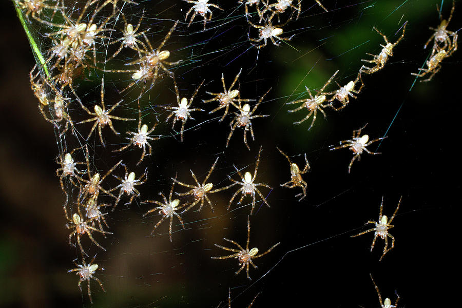 Spider Photograph - Newly Hatched Spiderlings by Dr Morley Read/science Photo Library