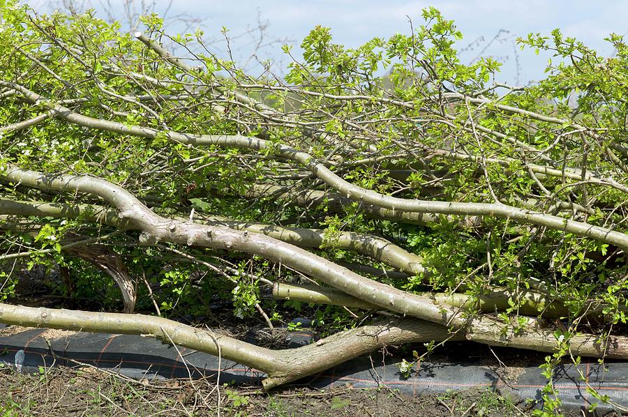 Newly Laid Hawthorn Hedge Photograph by Science Photo Library Newly Laid Hawthorn Hedge Photograph by Science Photo Library
