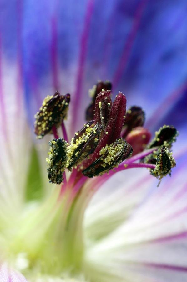 Newly Open Flower Of Geranium \rozanne\ Photograph by Dr Jeremy Burgess/science Photo Library