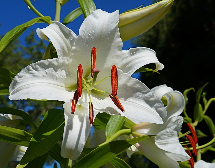 Newly Opened Lily Photograph by Nick Kloepping