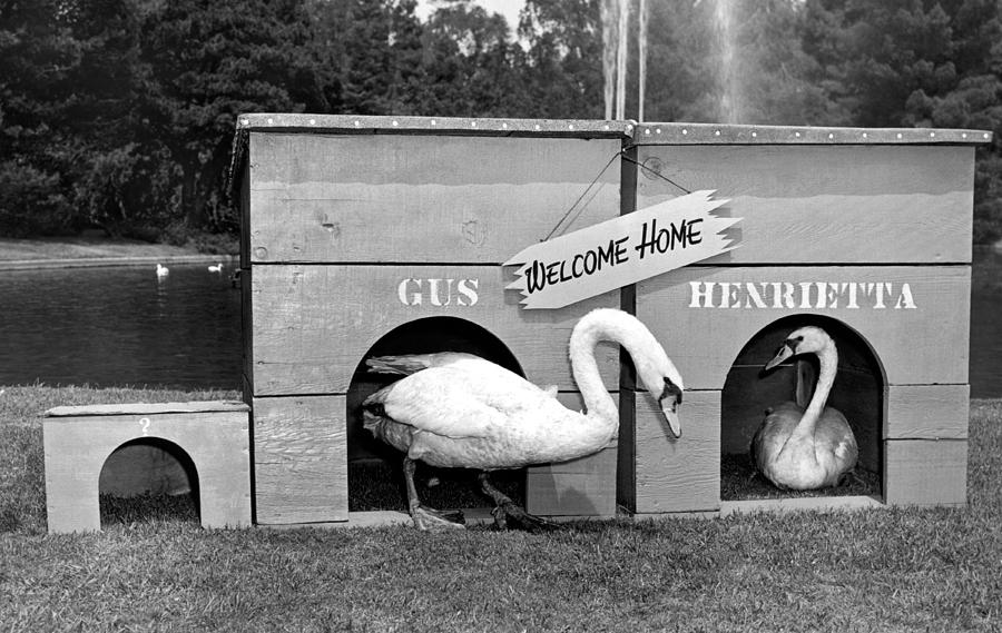 Newly Wed Swans At Home Photograph by Underwood Archives