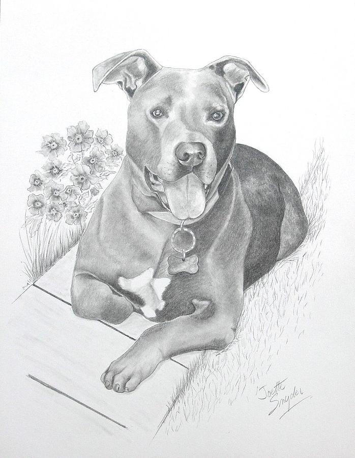 Newman Drawing by Joette Snyder