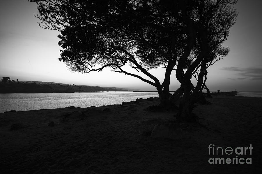 Newport Beach Jetty Tree Black And White Photo Photograph