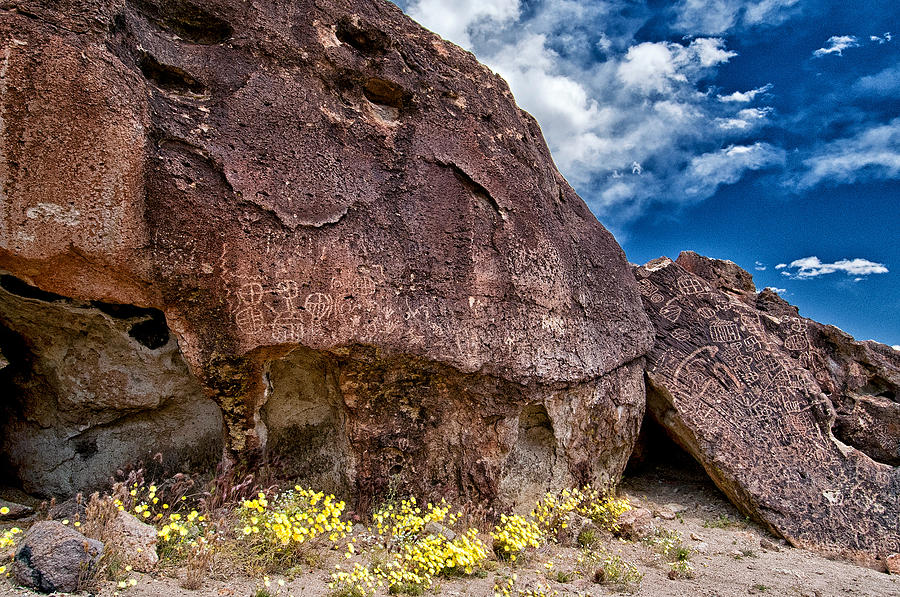 Flower Photograph - Newspaper Rock by Cat Connor