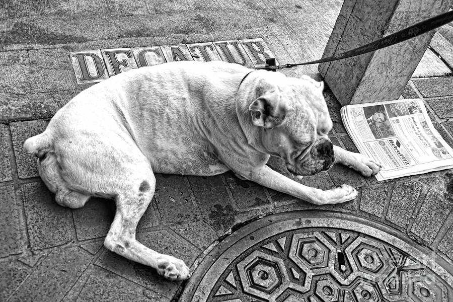 Newsworthy Dog in French Quarter Black and White Photograph by Kathleen K Parker