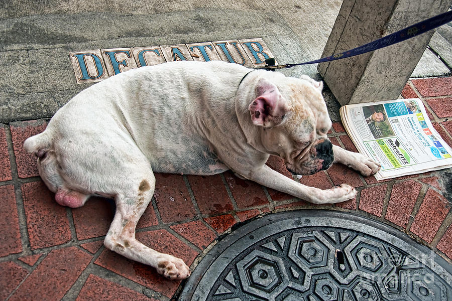 Newsworthy Dog in French Quarter Photograph by Kathleen K Parker