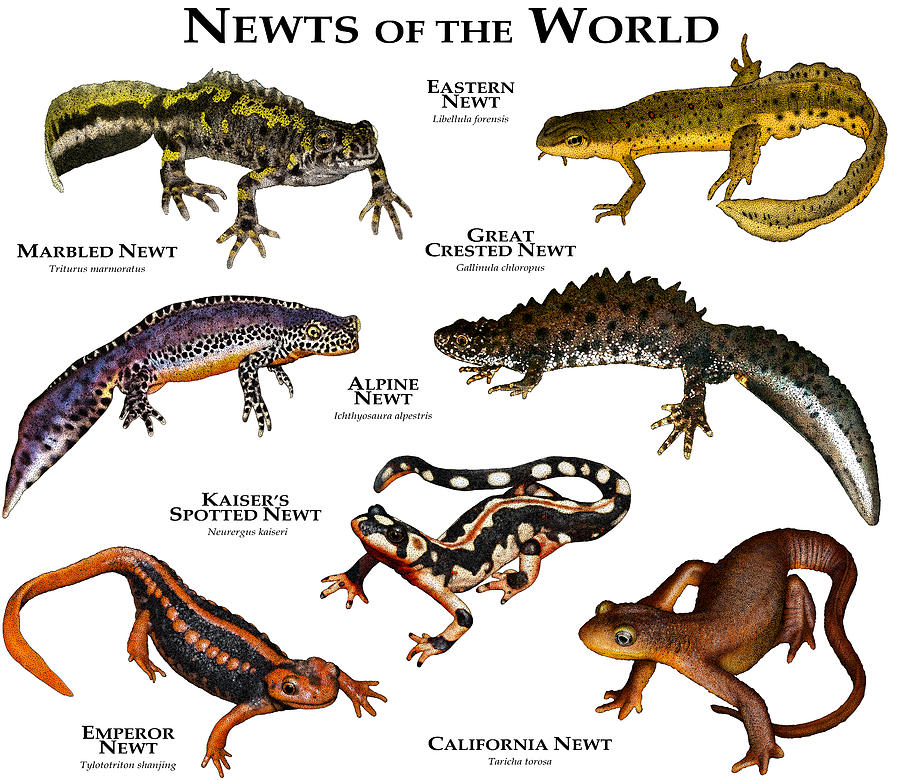 Newts Of The World Photograph by Roger Hall - Fine Art America