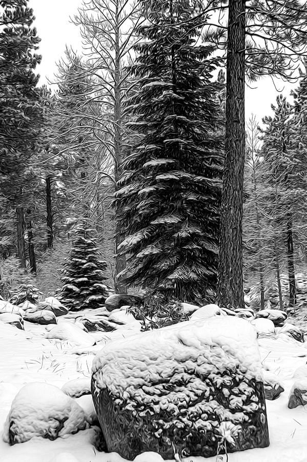 Next Season Christmas Trees Photograph by Maria Coulson