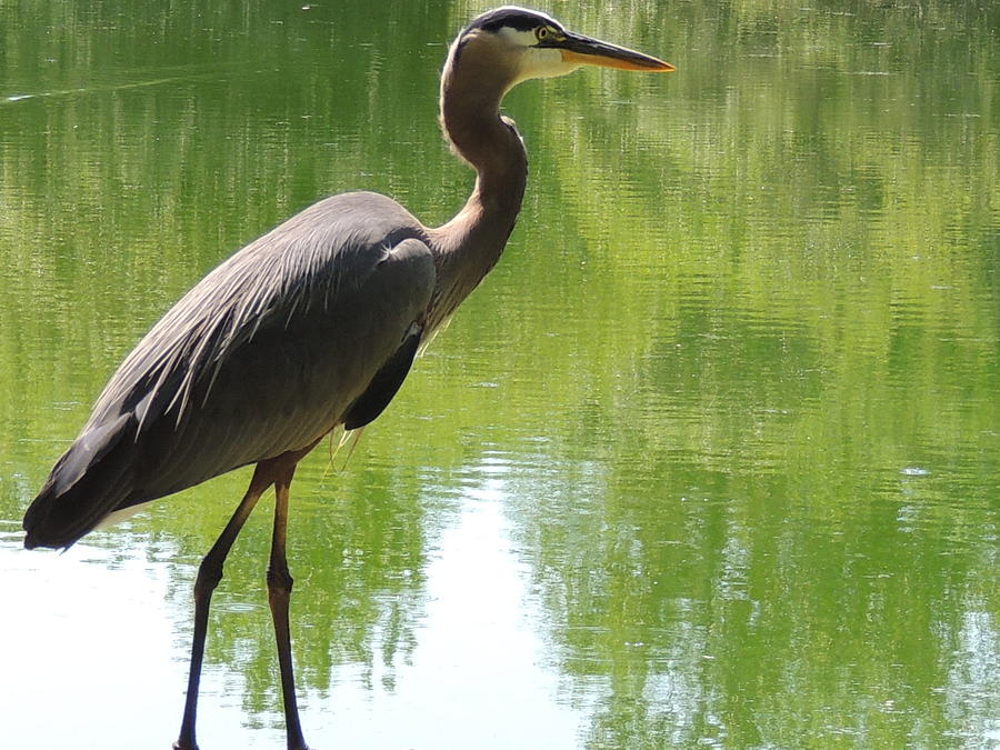 Heron Photograph - Next to Water by Lucy Howard