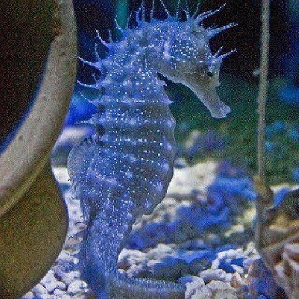 Nature Photograph - Next Year I Want A Baby Seahorse Been by Brandon Fisher