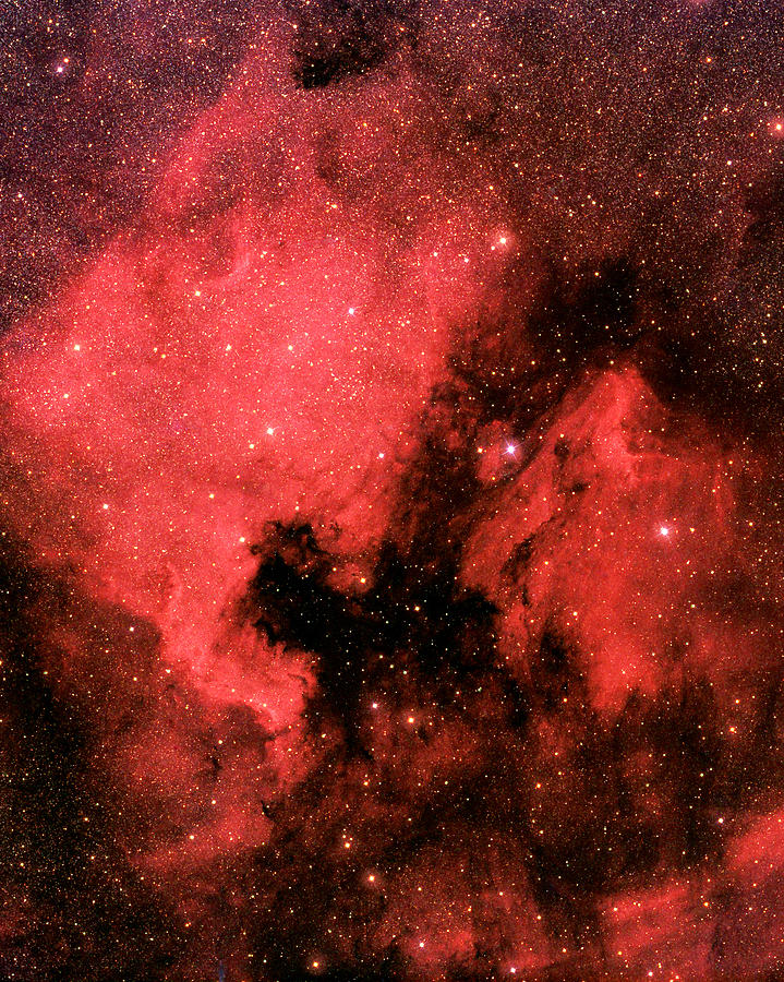 Ngc7000 In The Constellation Cygnus Photograph by Jason T. Ware