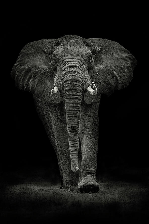 Africa Photograph - Ngorongoro Bull by Mario Moreno