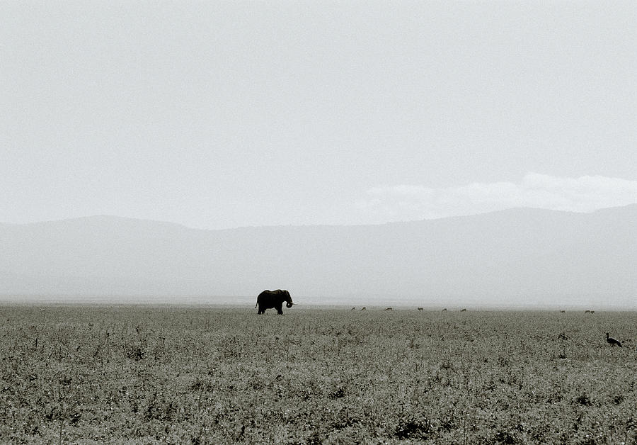 Ngorongoro Crater Photograph by Shaun Higson