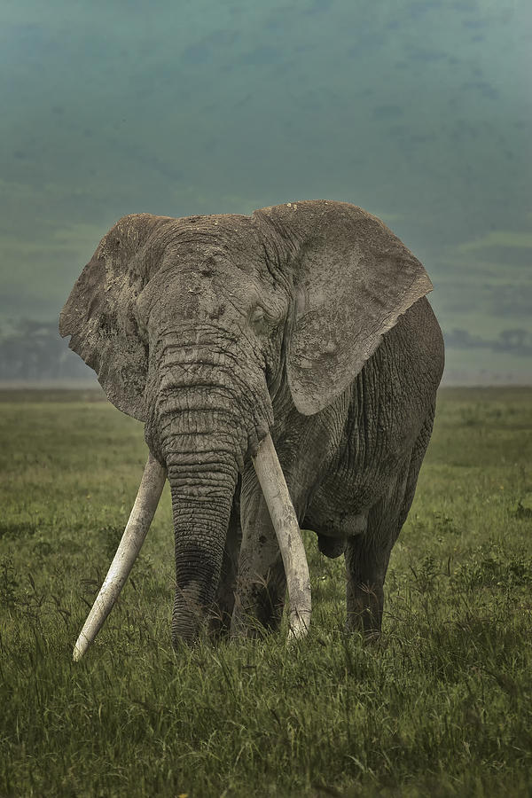 Ngorongoro Giant Photograph by Gary Hall