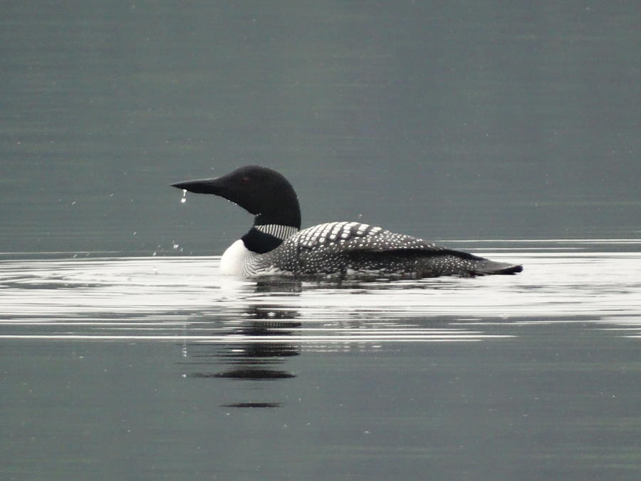 Loon Photograph - Nh Loon by Mary Vinagro