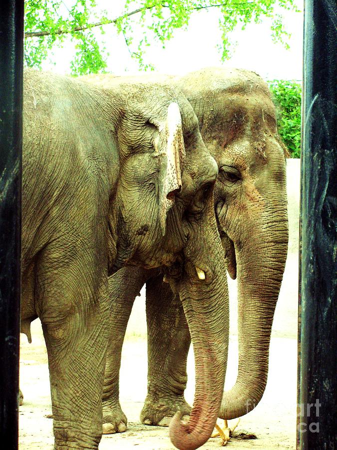 Elephant Photograph - Niabi Asian Elephants by Margaret Newcomb