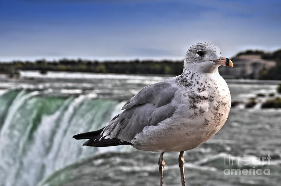Seagull Photograph - Niagara Falls by Andrea Kollo
