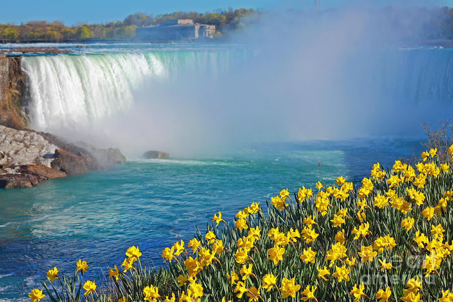Niagara Spring Flowers Photograph by Charline Xia