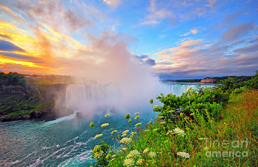 Niagara Falls Wildflowers At Sunrise Photograph by Charline Xia - Fine ...