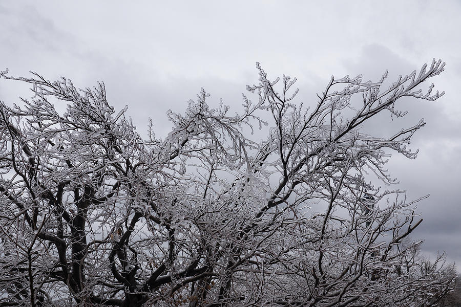 Niagaras Artistic Hand - Sparkling Frozen Tree  Photograph by Georgia Mizuleva