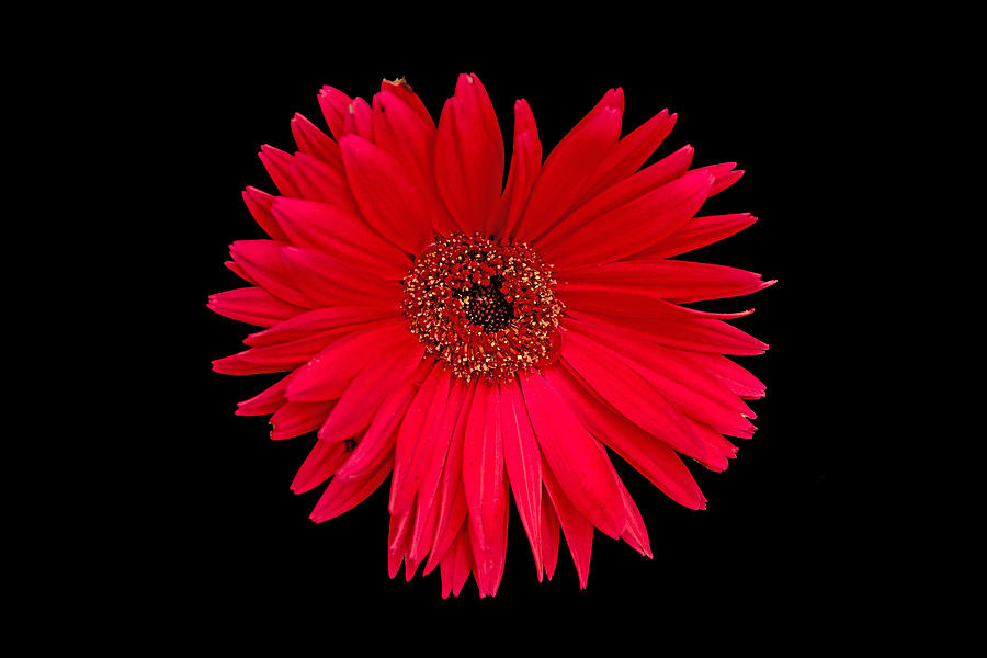 Red Gerbera Daisy with Nibbled Petal Photograph by Bill Swartwout