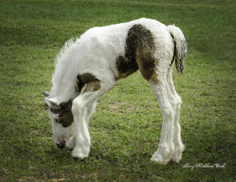 Nibbling Grass with Style Photograph by Terry Kirkland Cook