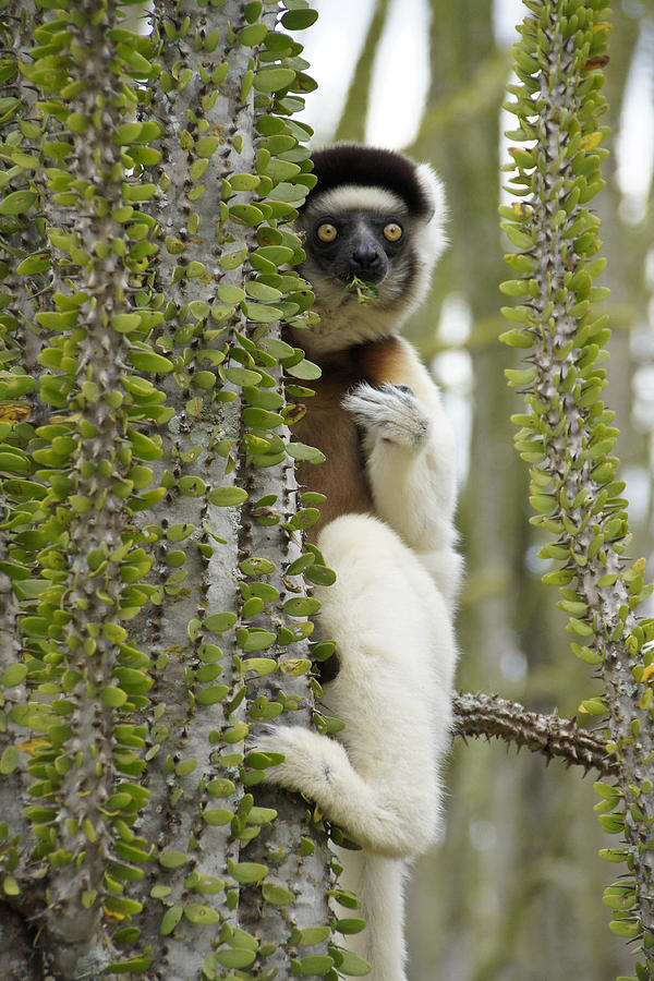 Nibbling Sifaka Photograph by Michele Burgess