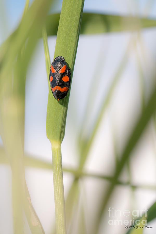 Nice black-red bug on green grass Photograph by Jivko Nakev