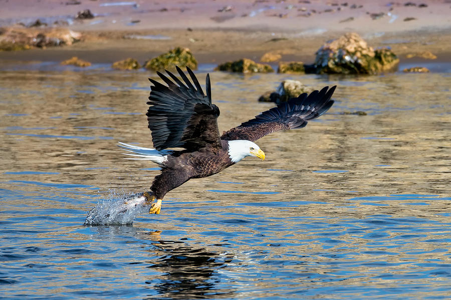 Bald Eagle Photograph - Nice Grab by Todd Ryburn