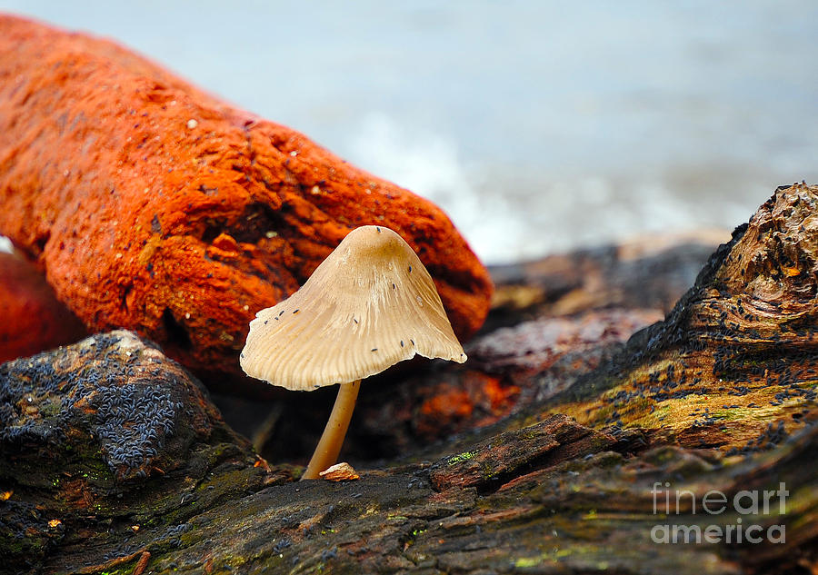 Mushroom Photograph - Nice Hat by Randi Grace Nilsberg