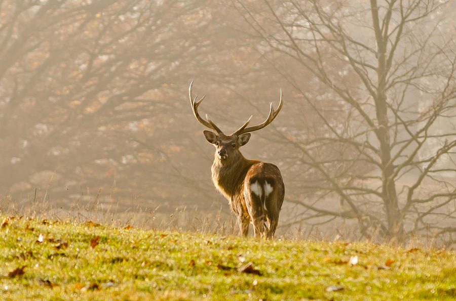 Deer Photograph - Nice pose by Scott Carruthers