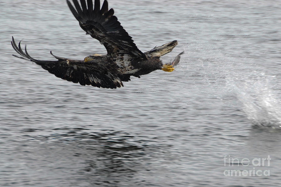 Bald Eagle Fishing Photograph - Nice by Robert Smice