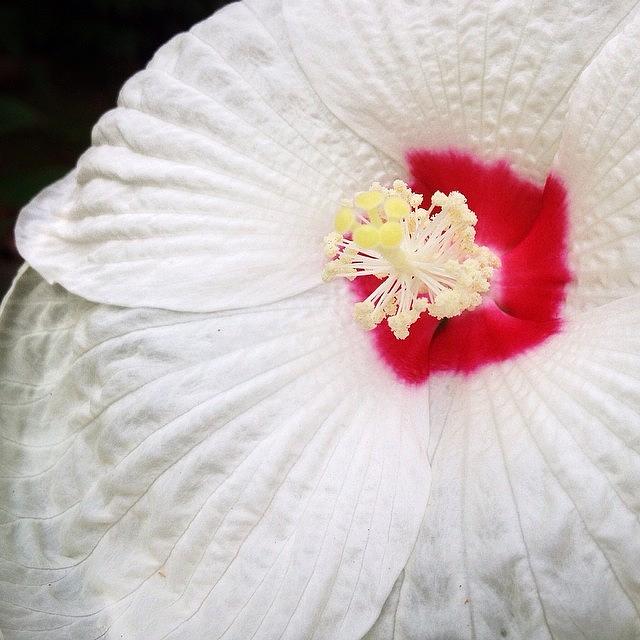 Hibiscus Photograph - Nice To See Some More #perennials Bloom by Craig Szymanski