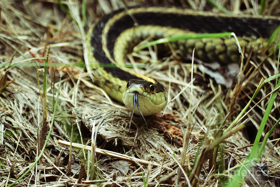 Nice to Sssssee You Photograph by Kevin Fortier