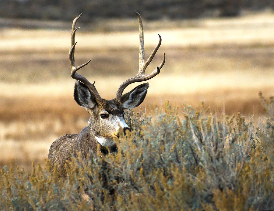 Antelope Island Photograph - Nice Typical Antlers by Bruce J Barker