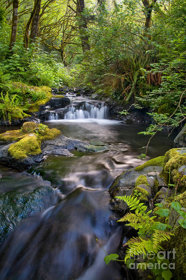 Nickel Creek Photograph by Sean Bagshaw | Fine Art America