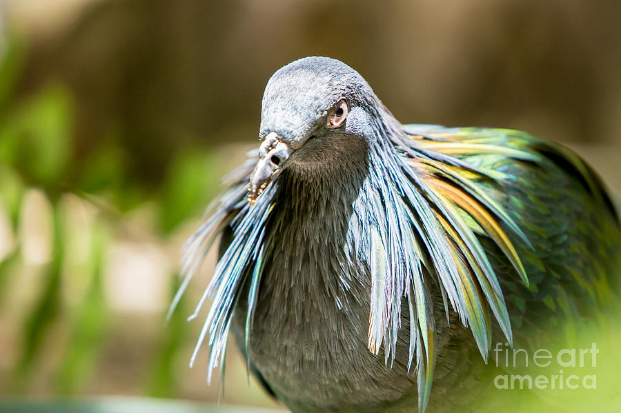 Nicobar Pigeon Photograph by Brad Marzolf Photography