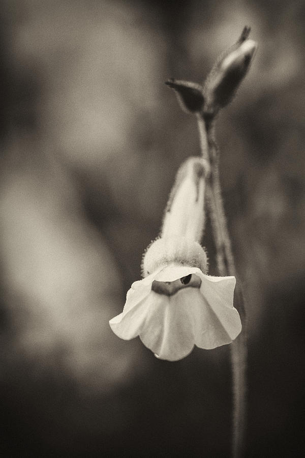 Nicotiana Photograph by Caitlyn  Grasso