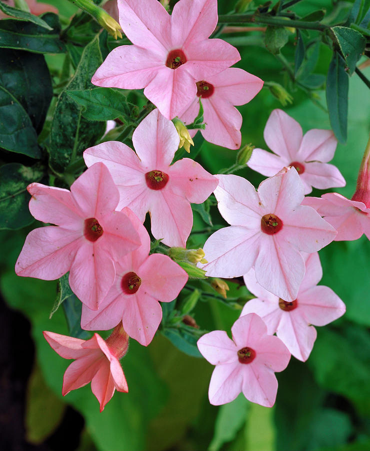 Nicotiana X Sanderae Salmon Pink Photograph by The Picture Store/science Photo Library