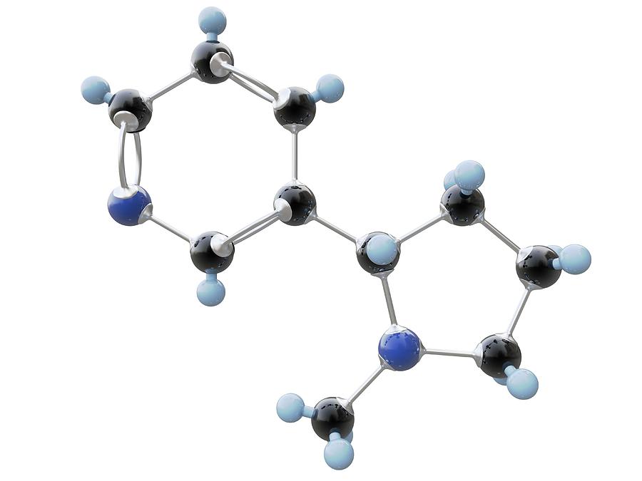 Nicotine Organic Compound Molecule Photograph by Alfred Pasieka/science Photo Library