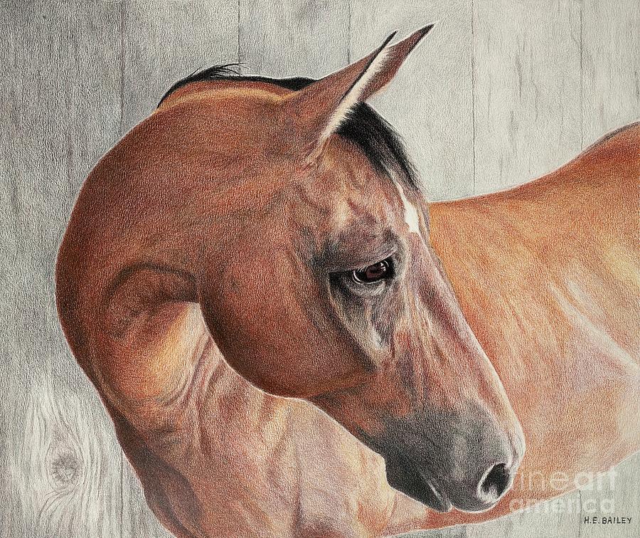 Horse Drawing - Niftys Look by Helen Bailey